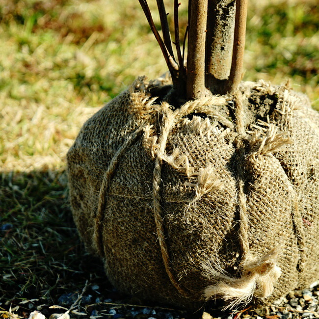 シロモジ シロモジ  5