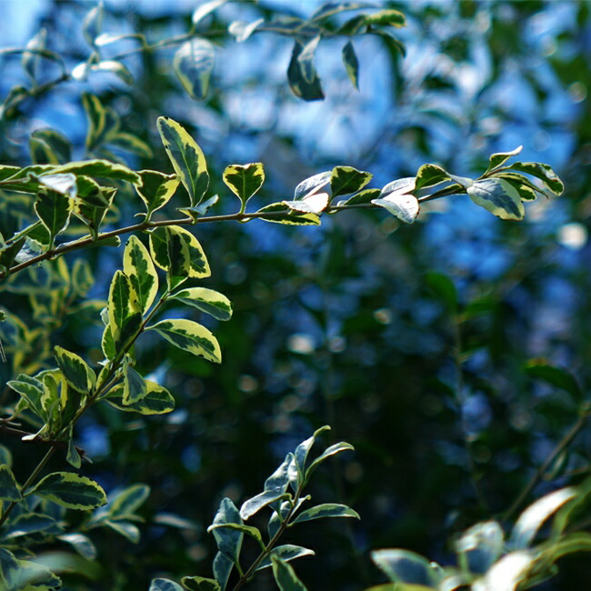 シルバープリペット