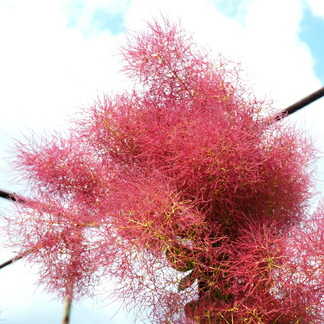   スモークツリー <br>リトルルビー 煙の木