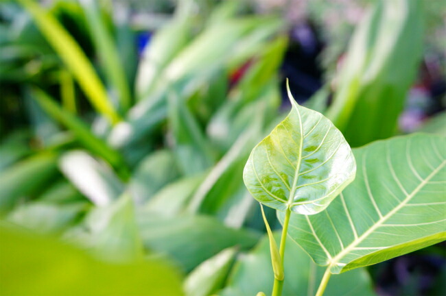 インドボダイジュ