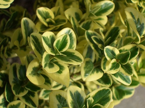 西洋ツゲ　エレガンテシマ