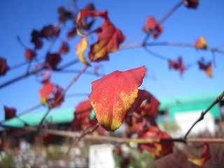 ツリバナ 苗 通販 苗木部 By 花ひろばオンライン