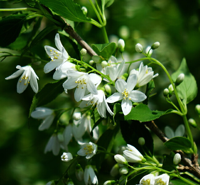 ウツギ ヒメウツギ 