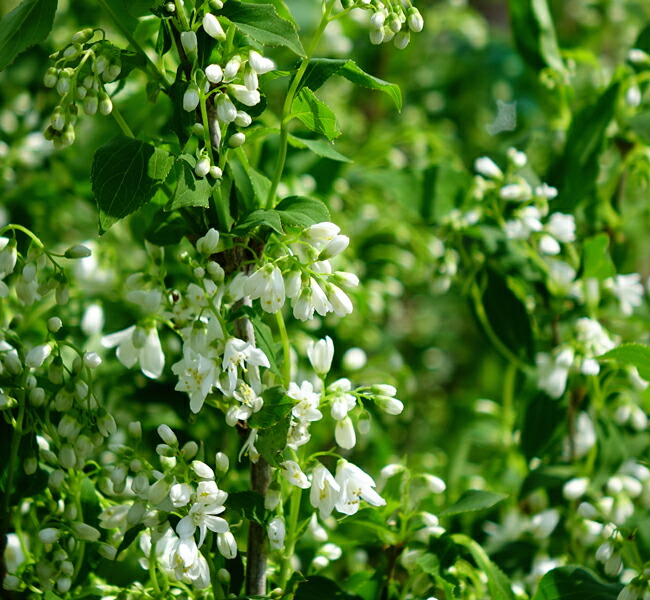 ウツギ ヒメウツギ 1