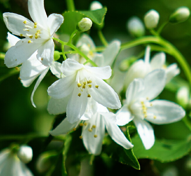 ウツギ ヒメウツギ 3