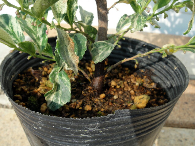 サカキ 本神榊（ホンサカキ、カミサカキ、マサカキ） 3