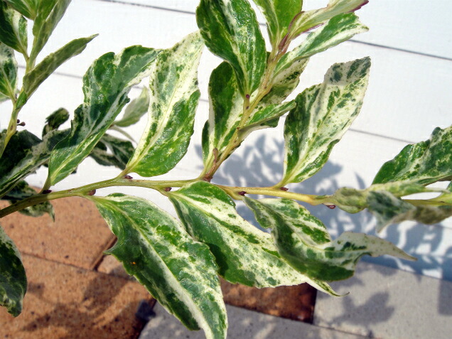 サカキ 本神榊（ホンサカキ、カミサカキ、マサカキ） 2