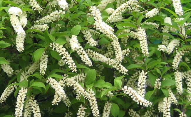 コバノズイナ リトルヘンリー の花