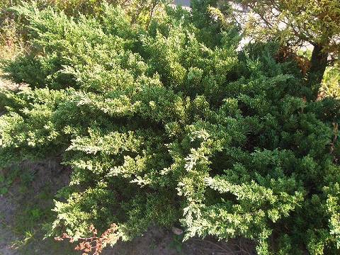 コニファー バーハーバー