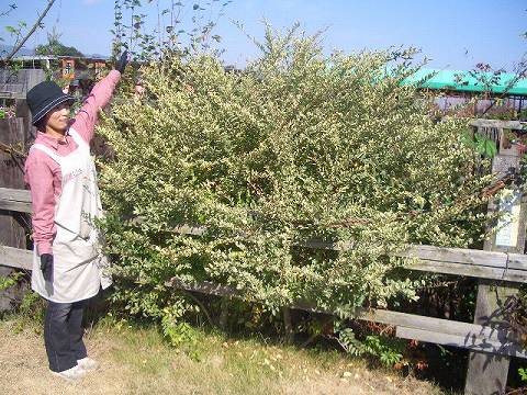 シルバープリペット