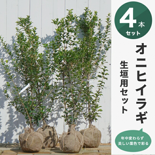 ヒイラギ オニヒイラギ 