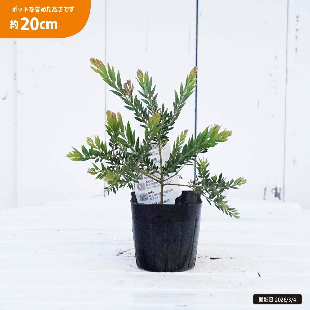 アカシア テレサ 苗 通販 苗木部 By 花ひろばオンライン