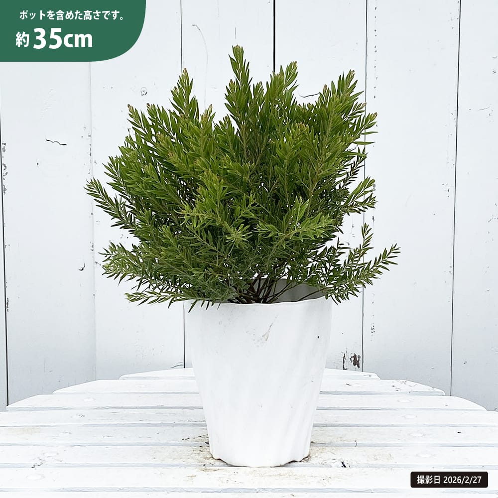 アカシア テレサの通販 苗木部 By 花ひろばオンライン