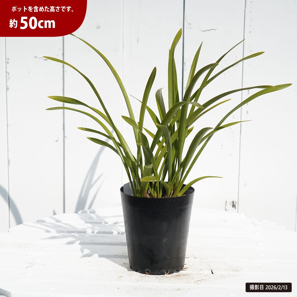 金稜辺 キンリョウヘン 苗 販売 苗木部 By 花ひろばオンライン