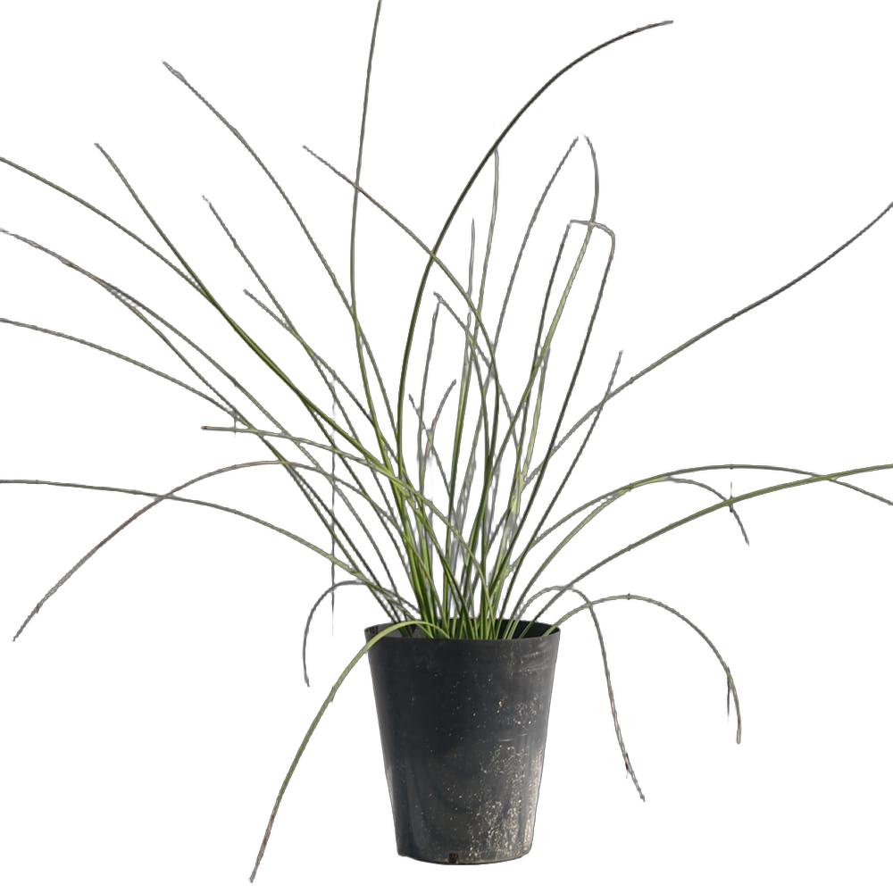 ダシリリオン ロンギシマム 苗 おすすめ 苗木部 By 花ひろばオンライン