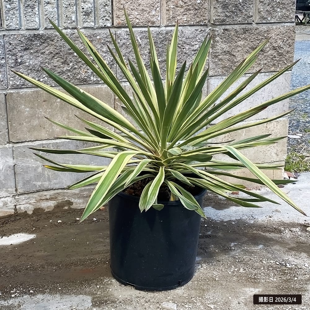 ユッカ グロリオサ バリエガータ 苗 おすすめ 苗木部 By 花ひろば