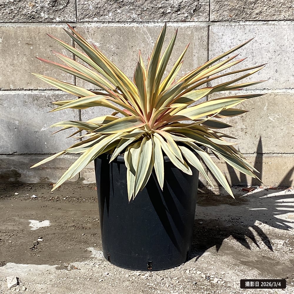 ユッカ グロリオサ ブラストスター 苗 おすすめ 苗木部 By 花ひろば