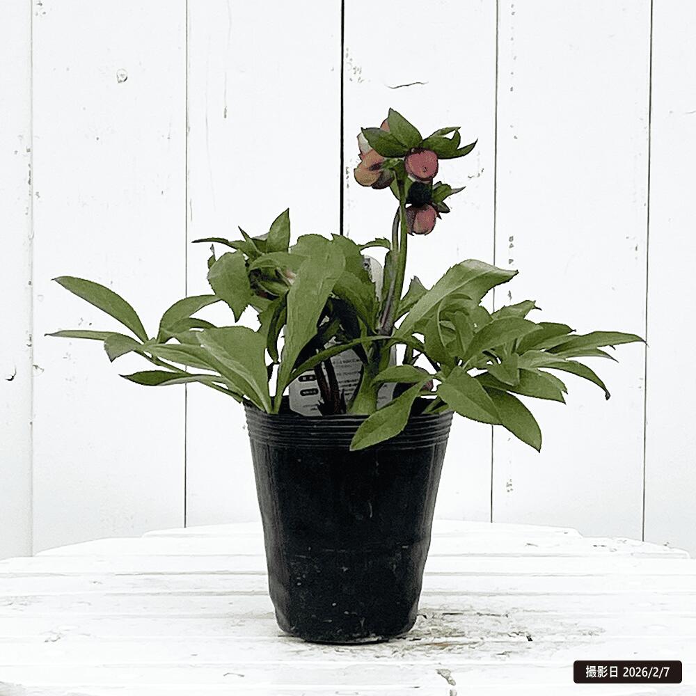 クリスマスローズ サンセット オーケストラ 苗 販売 苗木部 By 花