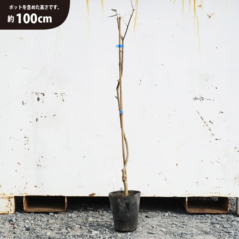 オリーブ ジャンボカラマタ 苗 通販 苗木部 By 花ひろばオンライン