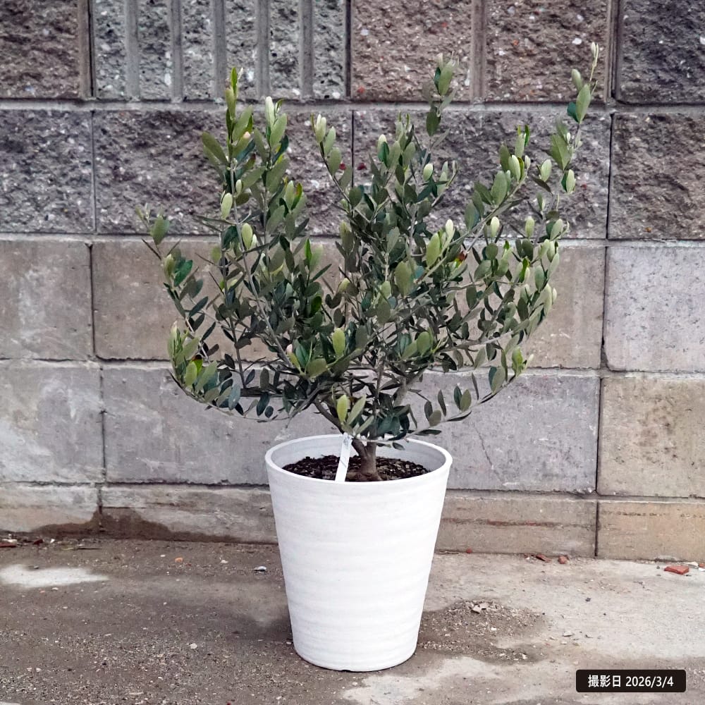 オリーブ ピッチョリーネ 3