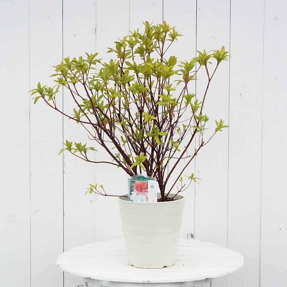 ツツジ 一重 三色咲き トリカラー 苗 おすすめ 苗木部 By 花ひろば