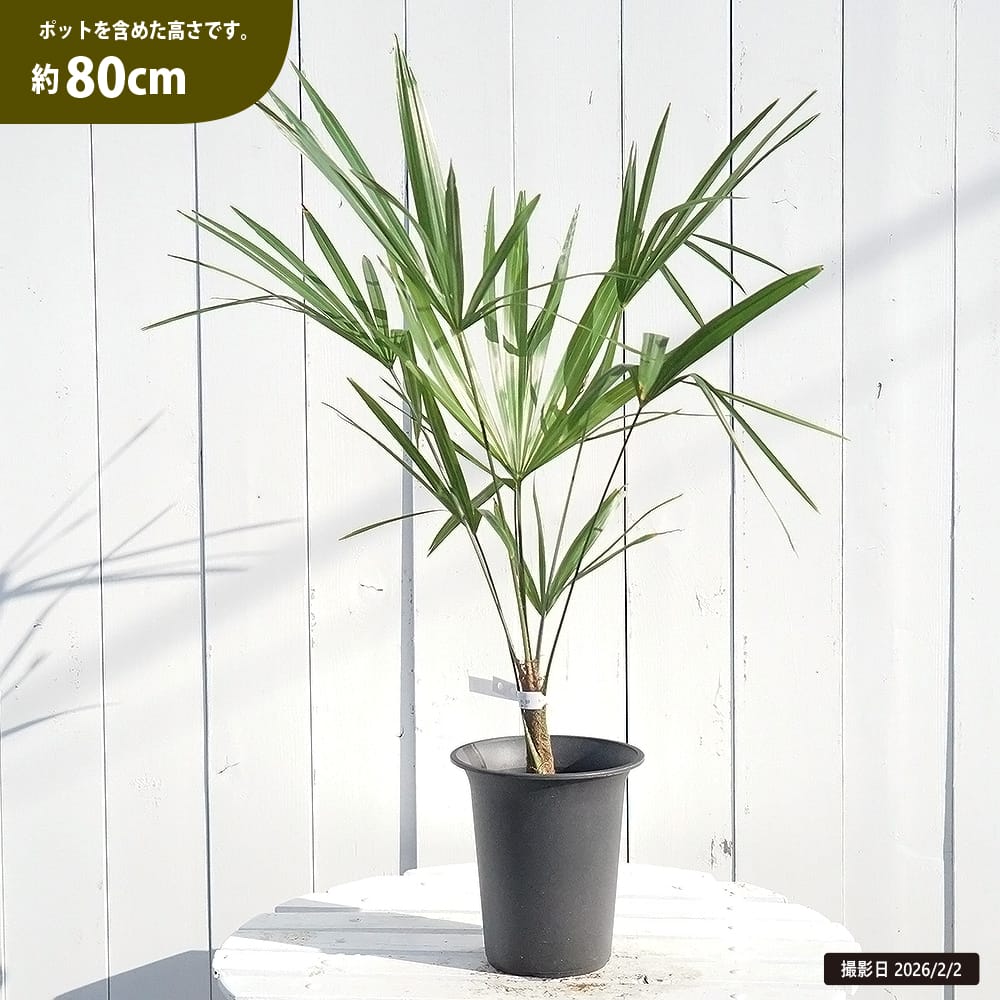 ヤシ トウシュロの通販 苗木部 By 花ひろばオンライン