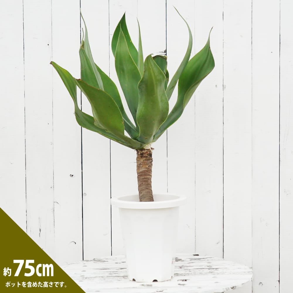 リュウゼツラン アテナータ 1