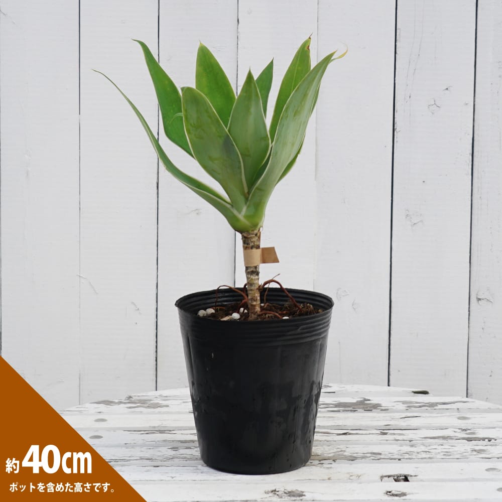 リュウゼツラン アテナータ レイオブライトの通販 苗木部 By 花ひろば