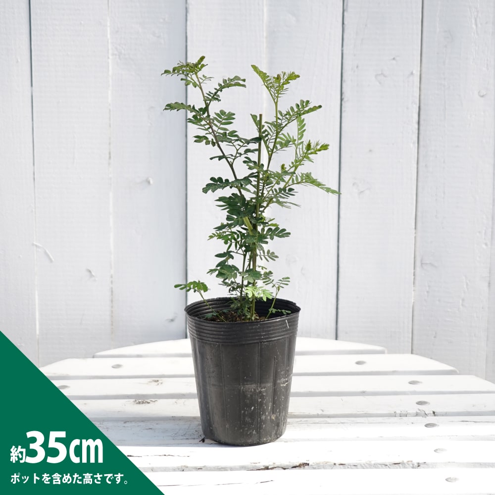 アカシア ドルモンディ 1