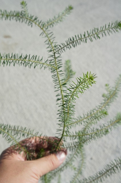 アカシア　ゴールデントップ　葉の様子