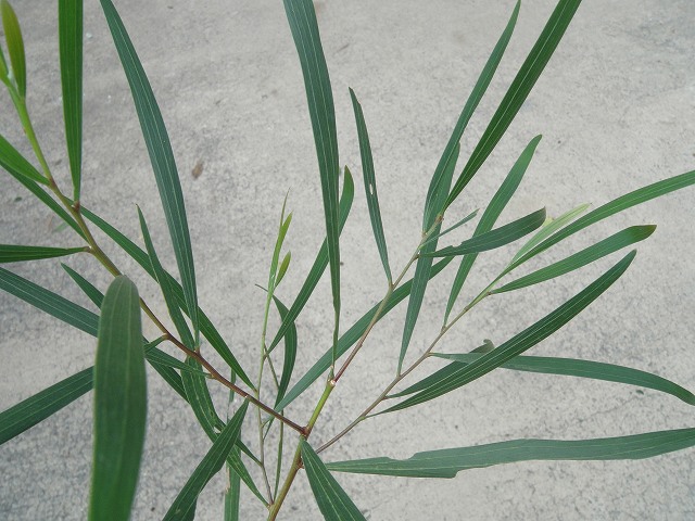 アカシア　ゴールデンロッドの葉