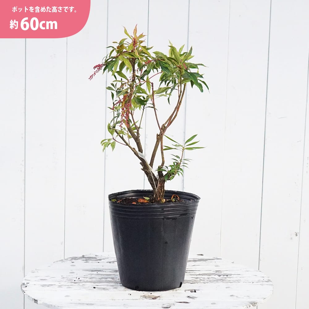 アセビ 斑入り 苗 販売 苗木部 By 花ひろばオンライン