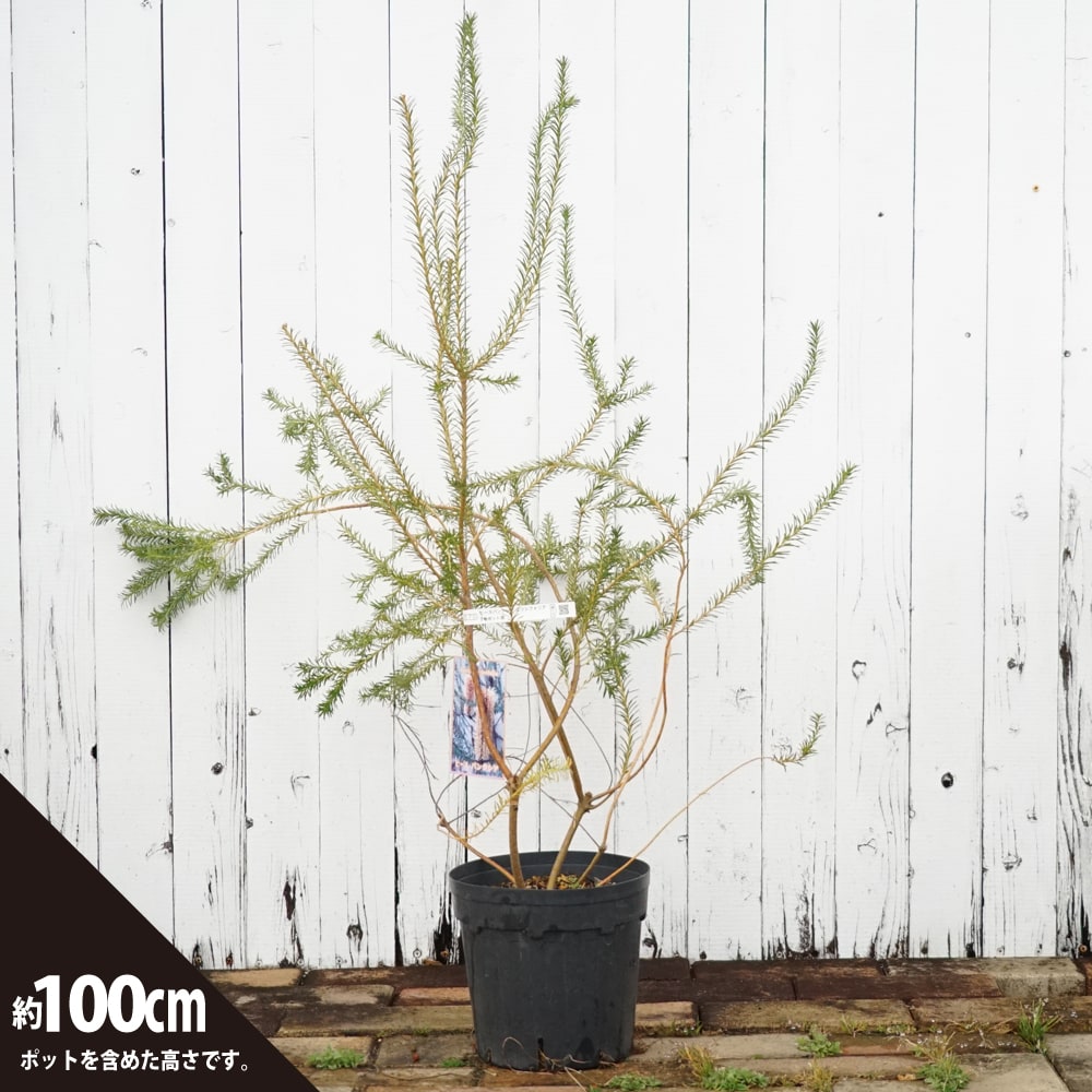 バンクシア エリシフォリアの通販 苗木部 By 花ひろばオンライン