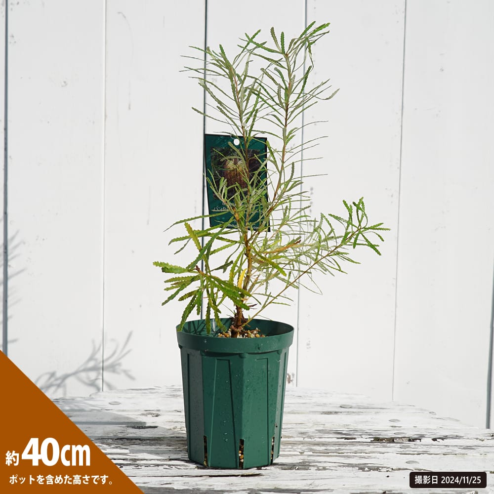 バンクシア アエムラ 苗 販売 苗木部 By 花ひろばオンライン