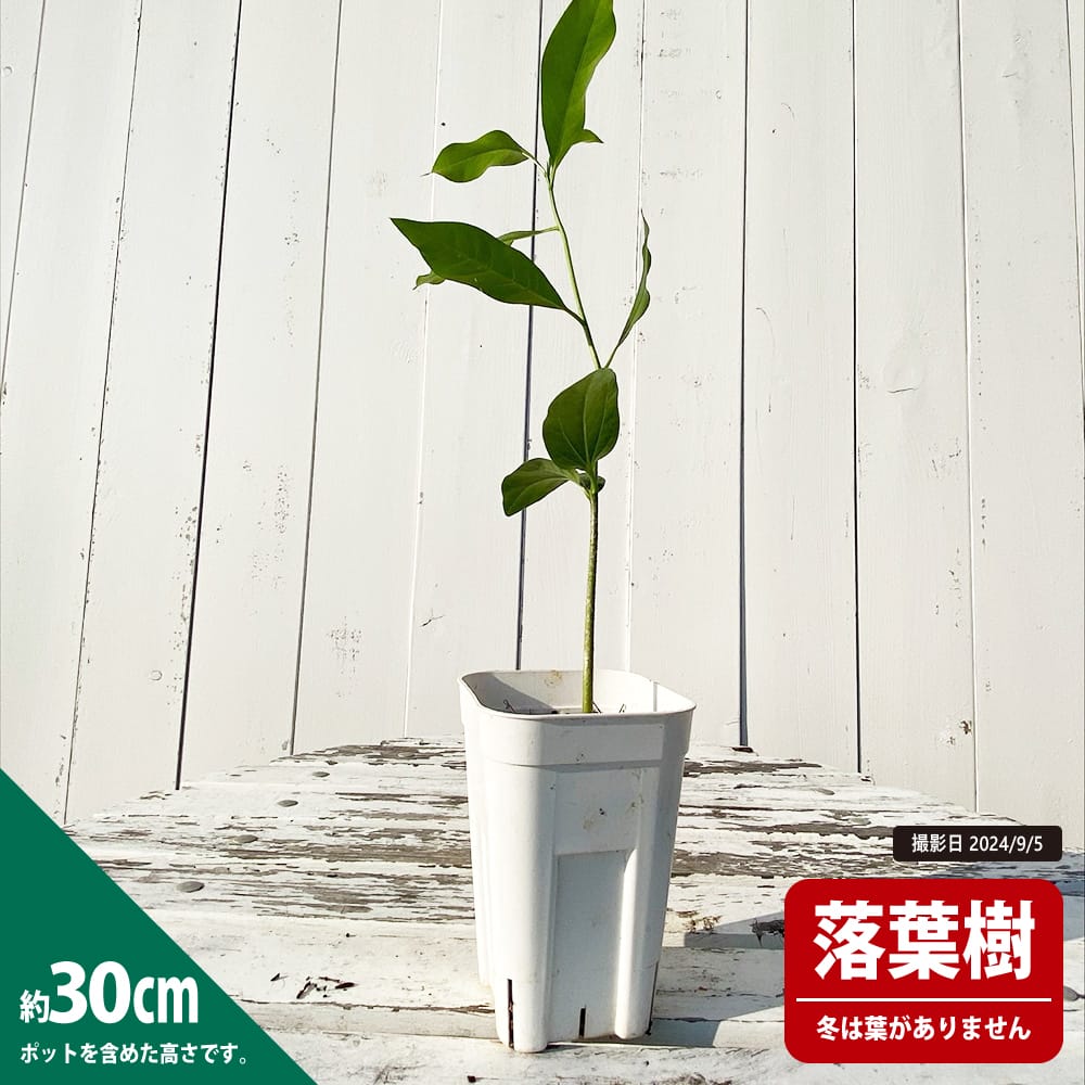バオバブの木　沖縄生まれ　熱帯果樹　接木苗 バオバブの木販売／アフリカから直輸入した貴重なバオバブ・バオバブの木の