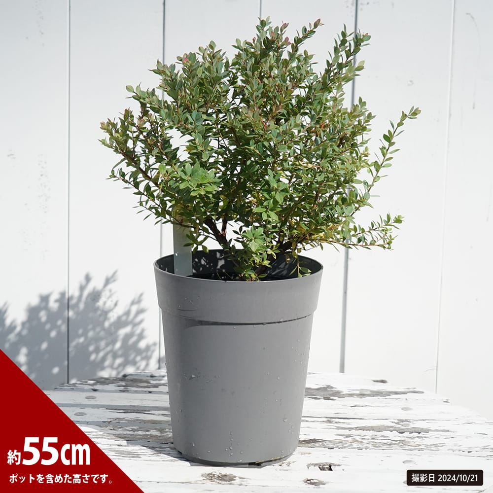 ブルーベリー インディゴブルー 苗 販売 苗木部 By 花ひろばオンライン