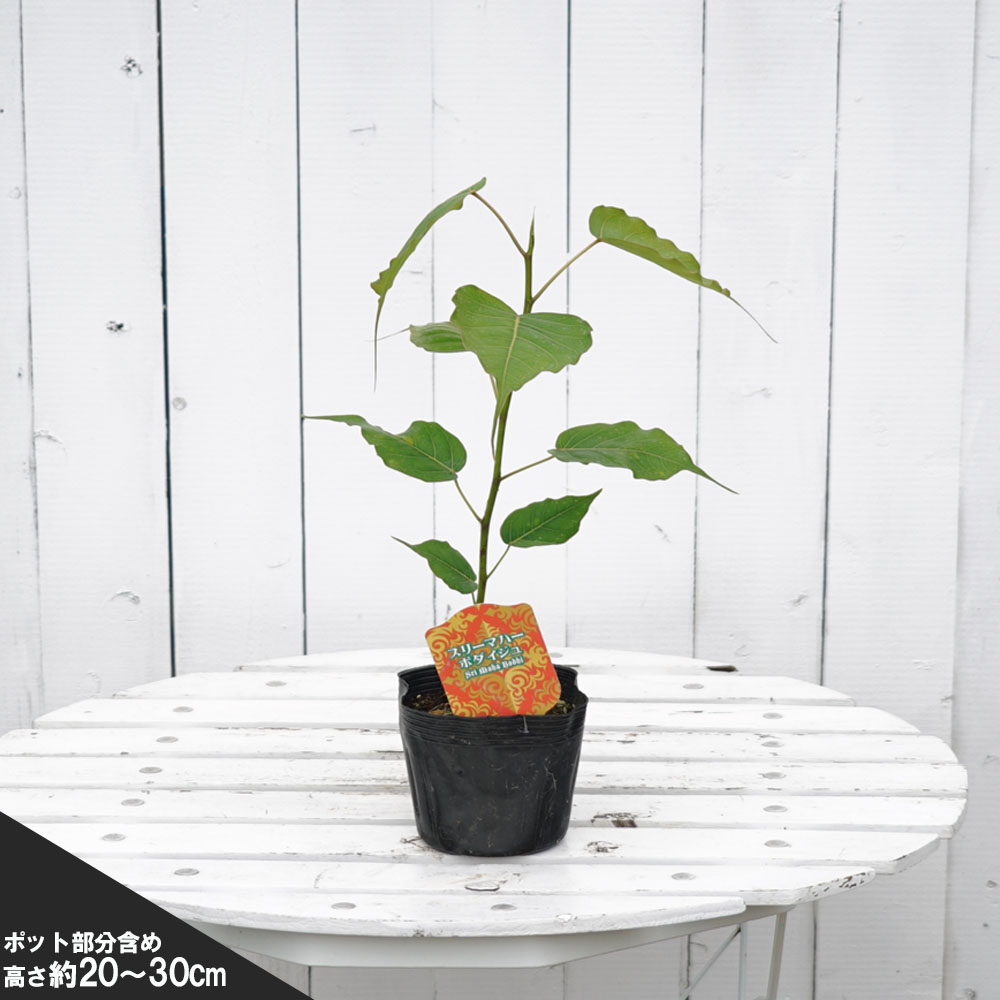 菩提樹の葉 菩提樹葉 純金箔 サイズ(約)：縦27.5cm 横20cm 楽天市場】菩提樹 葉の通販
