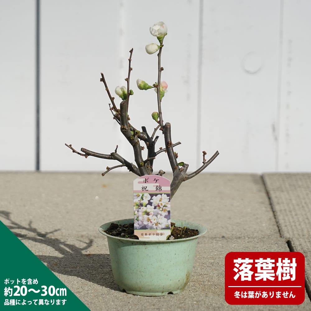 苗 苗木部 By 花ひろばオンライン