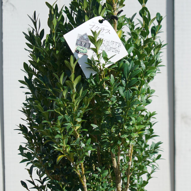 西洋ツゲ ブクサス 2