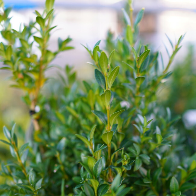 西洋ツゲ　ブクサス