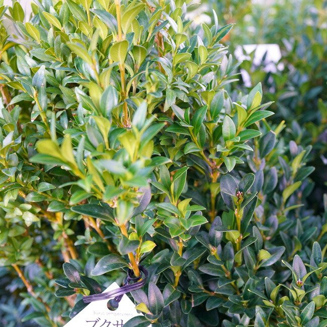   西洋ツゲ　ブクサス