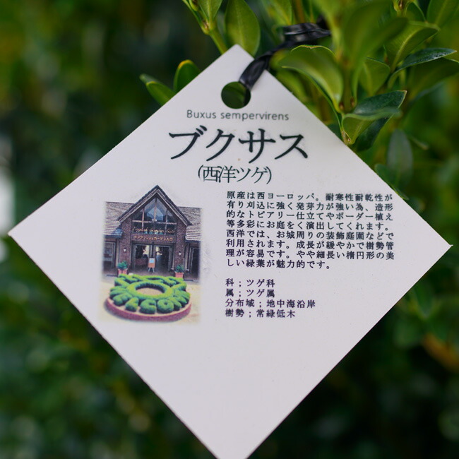 西洋ツゲ ブクサス 3