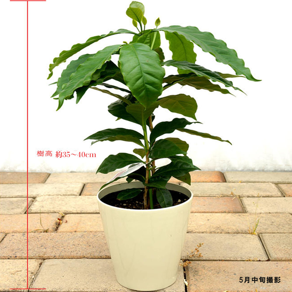 コーヒーノキ ブルーマウンテン 苗 通販 苗木部 By 花ひろばオンライン