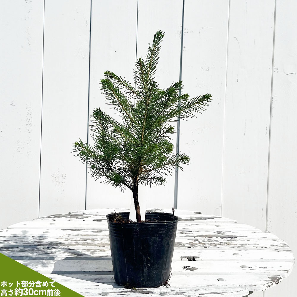 クリスマスツリー もみの木 ドイツトーヒー 挿し木 4号ポット苗 | 苗木