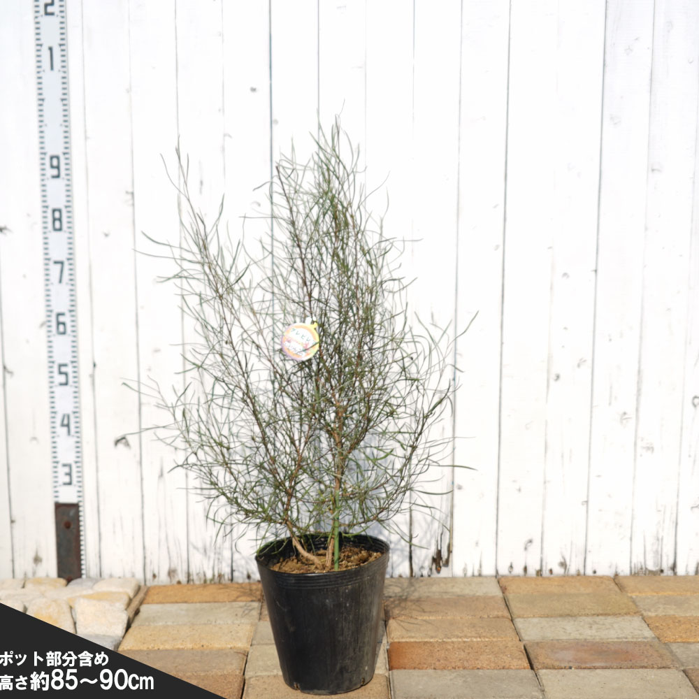 グレビレア エンドリチェリアナの販売 苗木部 By 花ひろばオンライン