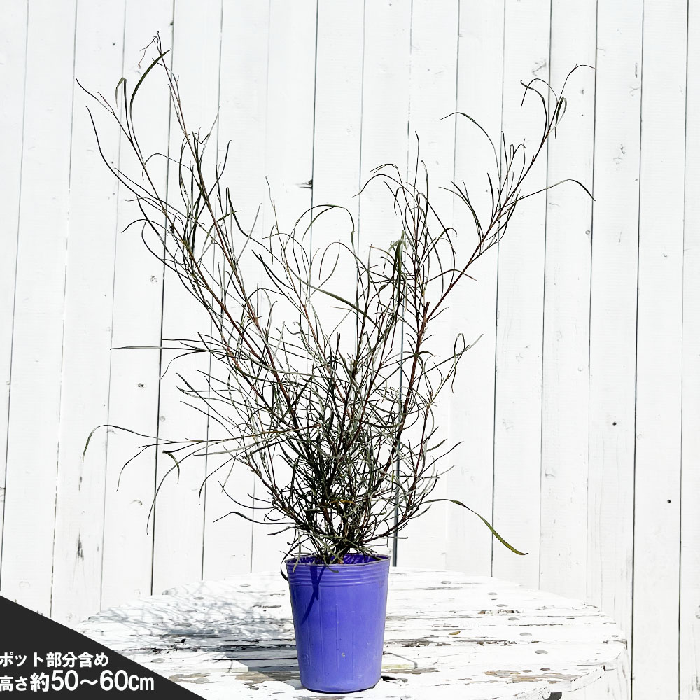 グレビレア エンドリチェリアナの通販 苗木部 By 花ひろばオンライン