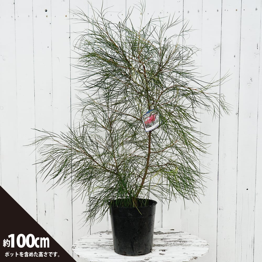 グレビレア ロンギスティーラ エレガンス 苗 販売 苗木部 By 花ひろば