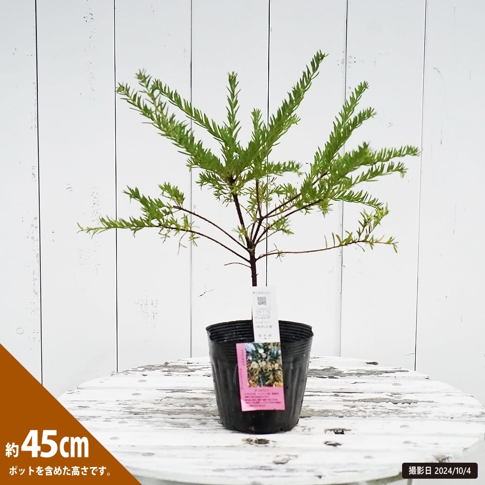 グレビレア ジュビリー 苗 販売 苗木部 By 花ひろばオンライン