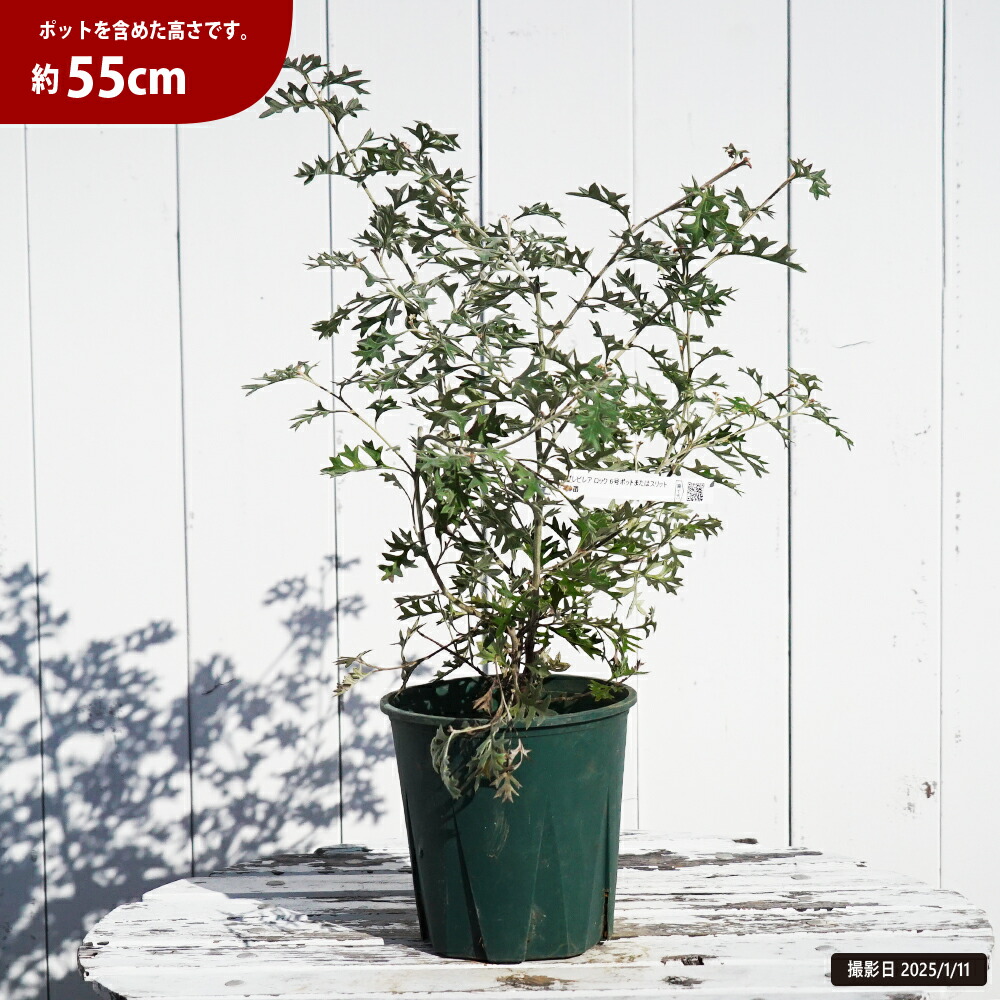 グレビレア ロック 苗 販売 苗木部 By 花ひろばオンライン