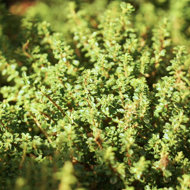 プリペット　グリーングローバル